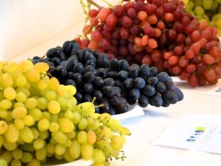 Expoziție de struguri de masă din colecția proprie, la USAMV Cluj-Napoca. Sunt invitați și cultivatori din Transilvania