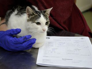 Maratonul sterilizărilor gratuite la câini și pisici, în 10 iulie 2026, la clinicile veterinare ale USAMV Cluj-Napoca