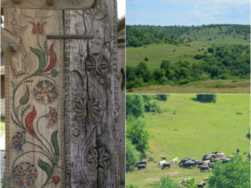 Comorile județului Cluj: vizită la Muzeul Bivolului, unic în România