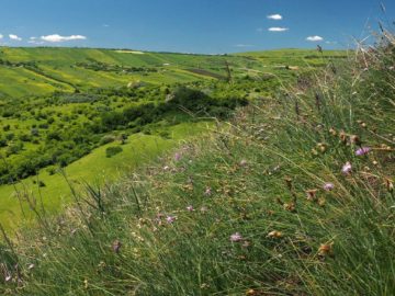 Fânațele Clujului, o mică ,,stepă” aflată la doi pași de oraș