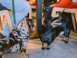 „Paw-vești cu și despre animăluțe”, la Iulius Mall, în acest weekend: discuții despre intervenții chirurgicale, recuperare și prevenție