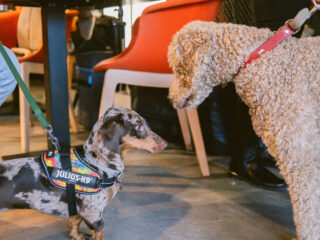 Cum îți protejezi animalul de companie primăvara? Află la Iulius Mall, în cadrul „Paw-vești cu și despre animăluțe”!