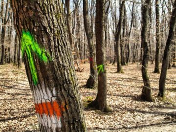 La pas prin Făget, urmărind zâmbetele copacilor