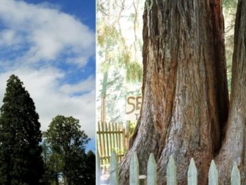 Gigantul din Apuseni: arborele de sequoia