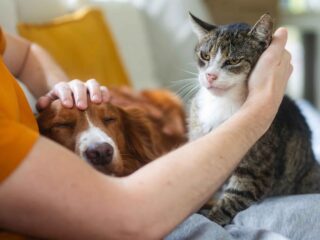 Ce au cumpărat proprietarii de animale de companie în 2026: tendințe și criterii care influențează alegerea produselor