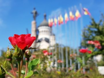 O floare și alte câteva mici bucurii