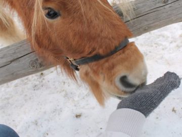 Moara de Vânt, locul de lângă Cluj unde poți mângâia și hrăni animale simpatice