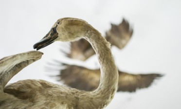 Le Musée Zoologique de Cluj-Napoca
