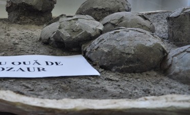 Nid d’œufs de dinosaure