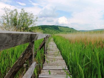 Stufărișurile de la Sic și Muzeul Dansului