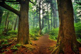 Ecotura Șuncuiuș 2016