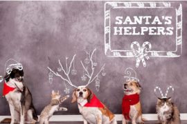 Doggy Christmas la Gekko Pub