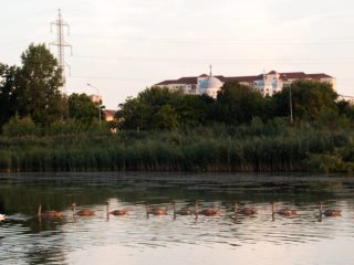 7-13 august
