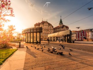 Oradea înflorită