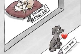 Târg caritabil pentru animalele fără stăpân