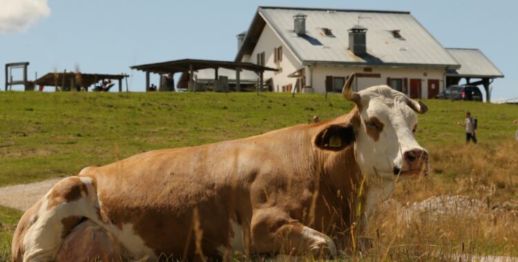 Cum să pregătești ferma pentru sezonul cald